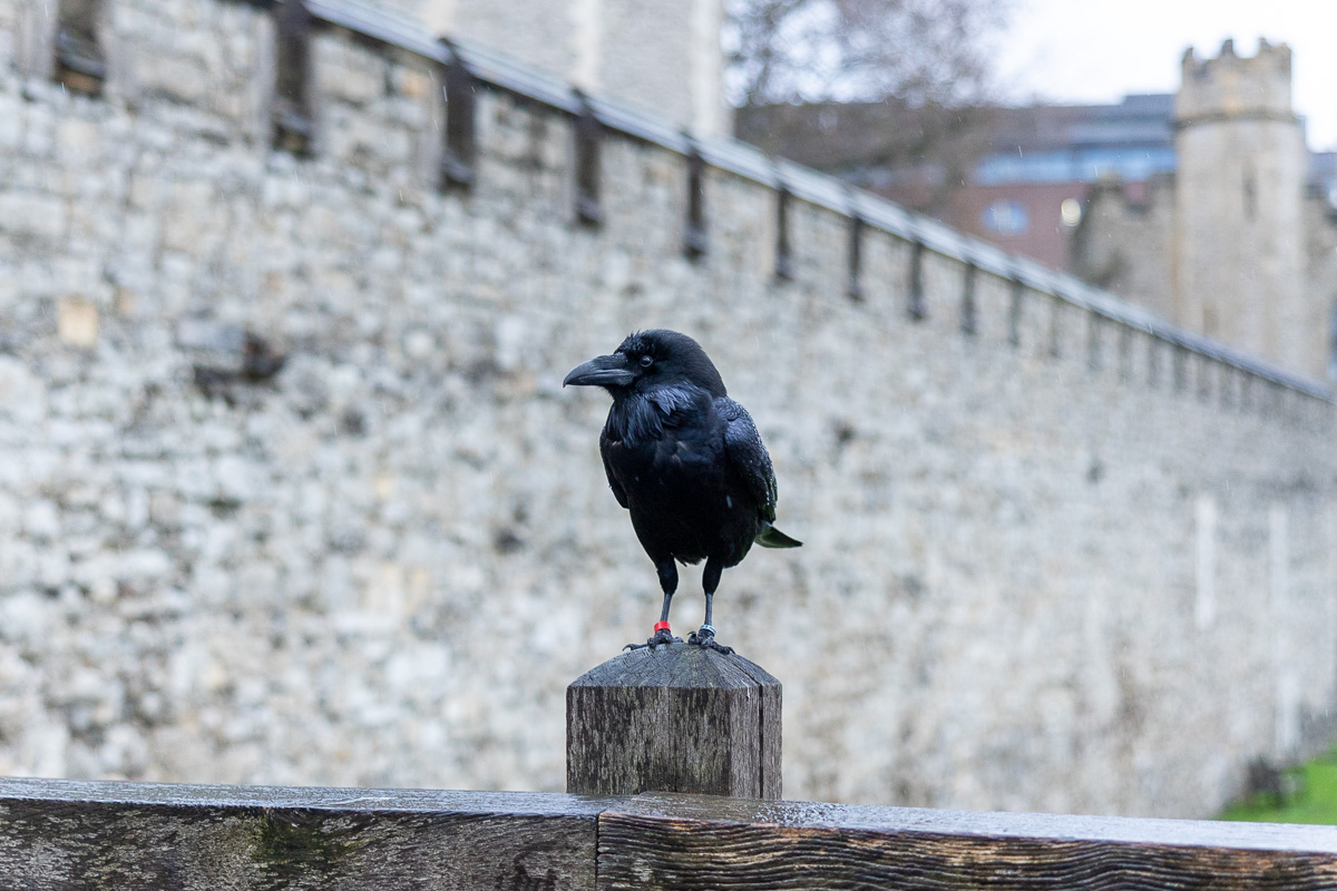 The Collaboration Choir @ The Tower Of London