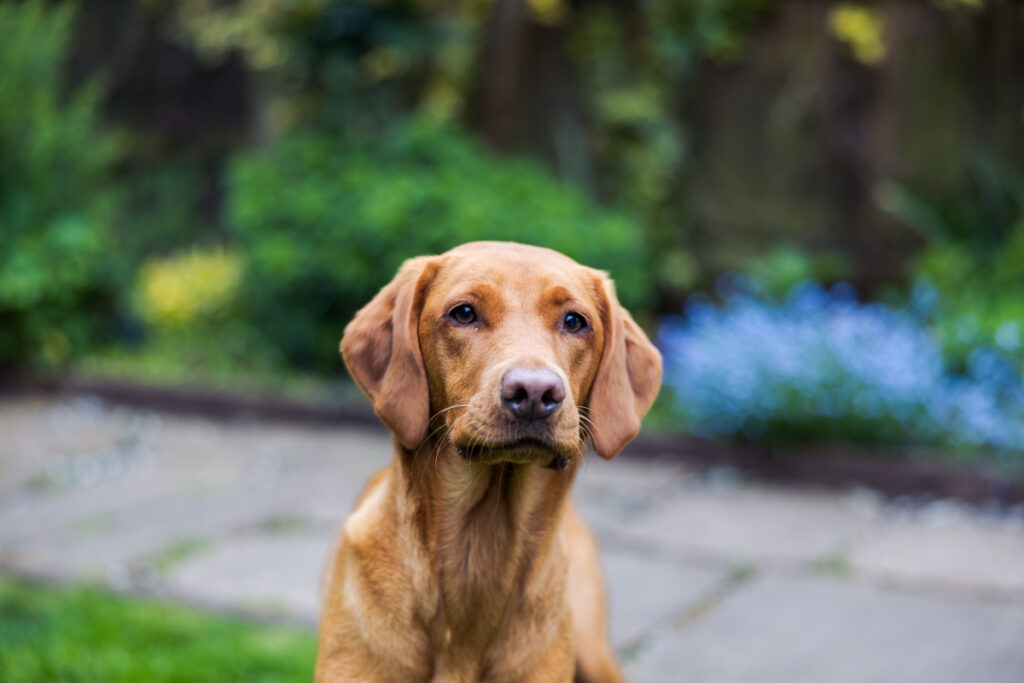 Beautiful Red Labradors in Cambridge – Pet Photography Session Beautiful Red Labradors in Cambridge – Pet Photography Session