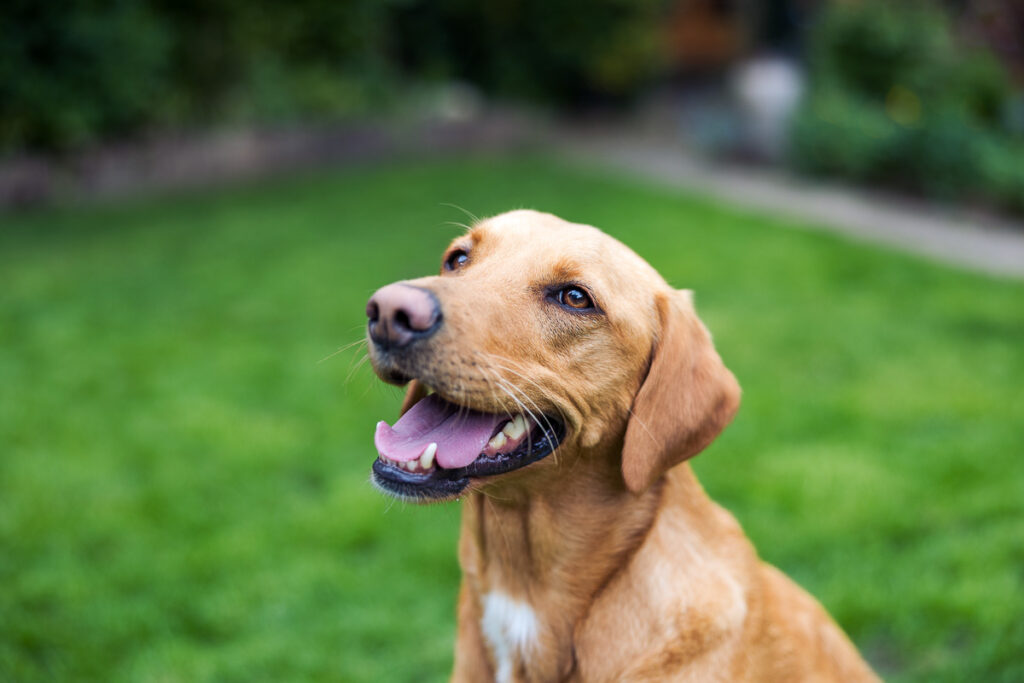 Beautiful Red Labradors in Cambridge – Pet Photography Session Beautiful Red Labradors in Cambridge – Pet Photography Session