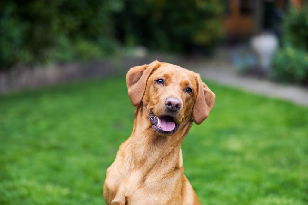 Beautiful Red Labradors in Cambridge – Pet Photography Session Beautiful Red Labradors in Cambridge – Pet Photography Session
