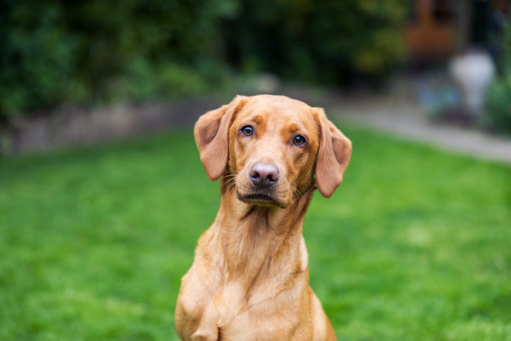 Beautiful Red Labradors in Cambridge – Pet Photography Session Beautiful Red Labradors in Cambridge – Pet Photography Session