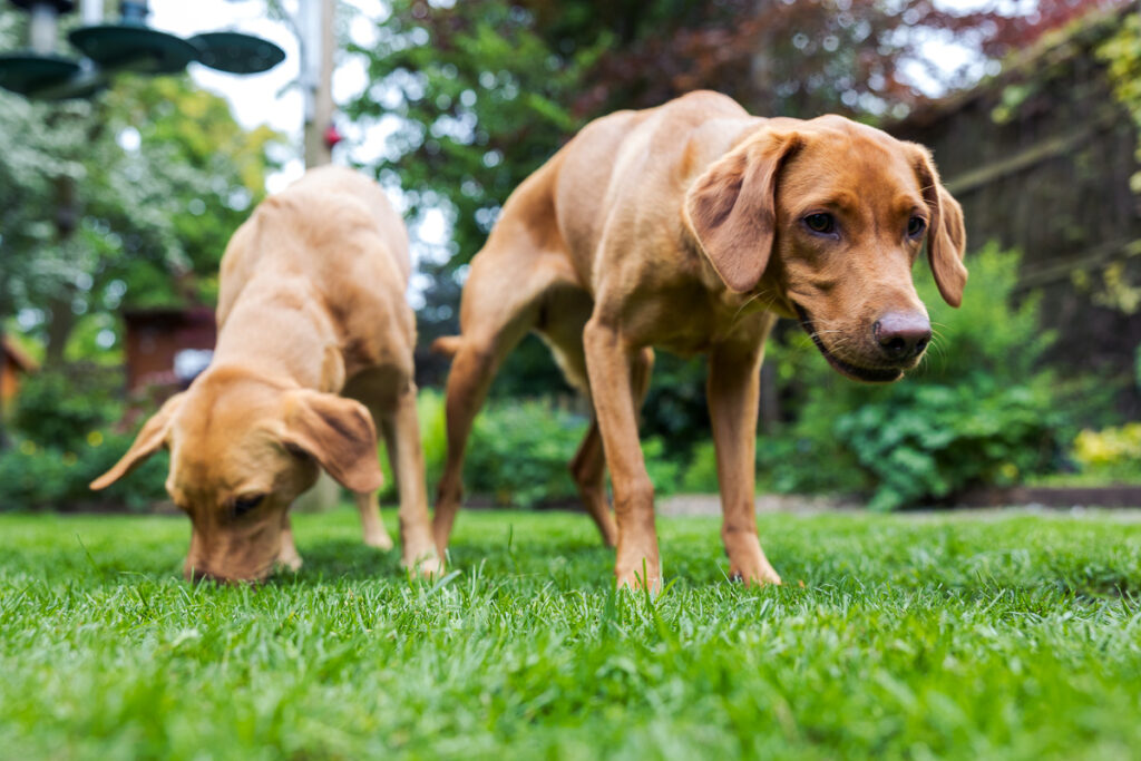 Beautiful Red Labradors in Cambridge – Pet Photography Session Beautiful Red Labradors in Cambridge – Pet Photography Session