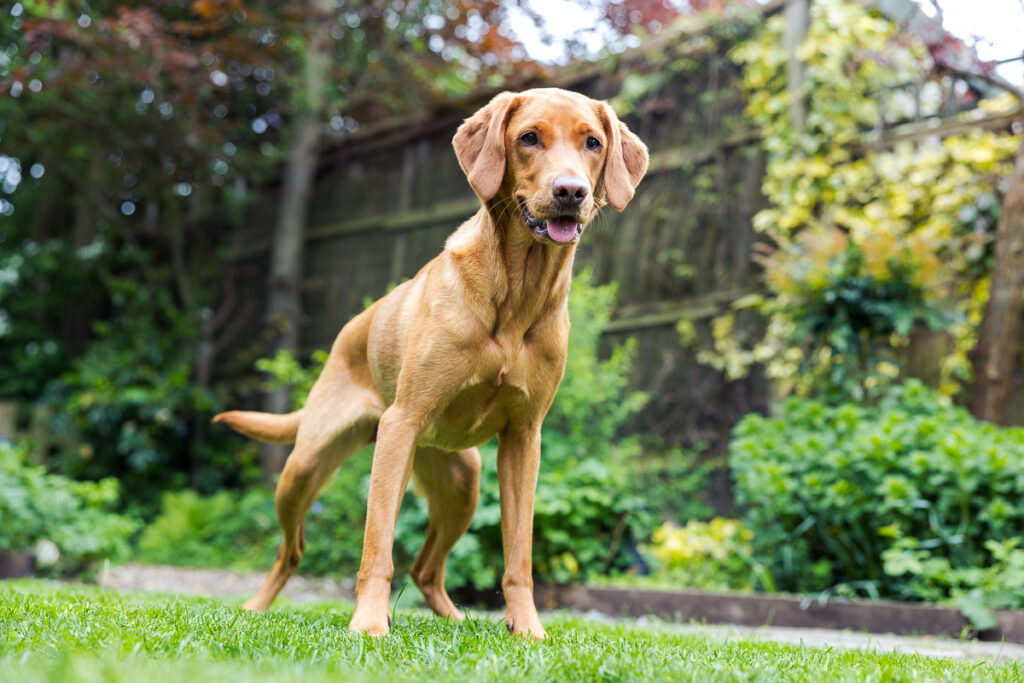 Beautiful Red Labradors in Cambridge – Pet Photography Session Beautiful Red Labradors in Cambridge – Pet Photography Session