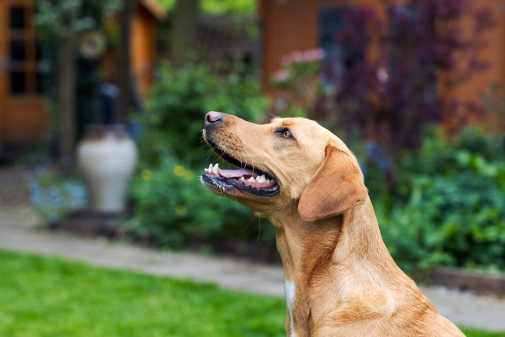 Beautiful Red Labradors in Cambridge – Pet Photography Session Beautiful Red Labradors in Cambridge – Pet Photography Session