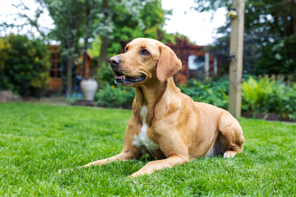 Beautiful Red Labradors in Cambridge – Pet Photography Session Beautiful Red Labradors in Cambridge – Pet Photography Session