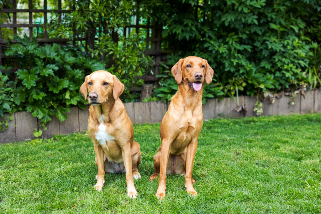 Beautiful Red Labradors in Cambridge – Pet Photography Session Beautiful Red Labradors in Cambridge – Pet Photography Session