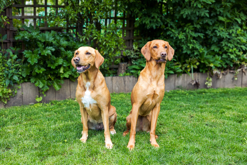 Beautiful Red Labradors in Cambridge – Pet Photography Session Beautiful Red Labradors in Cambridge – Pet Photography Session