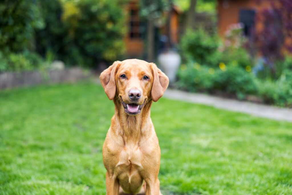 Beautiful Red Labradors in Cambridge – Pet Photography Session Beautiful Red Labradors in Cambridge – Pet Photography Session