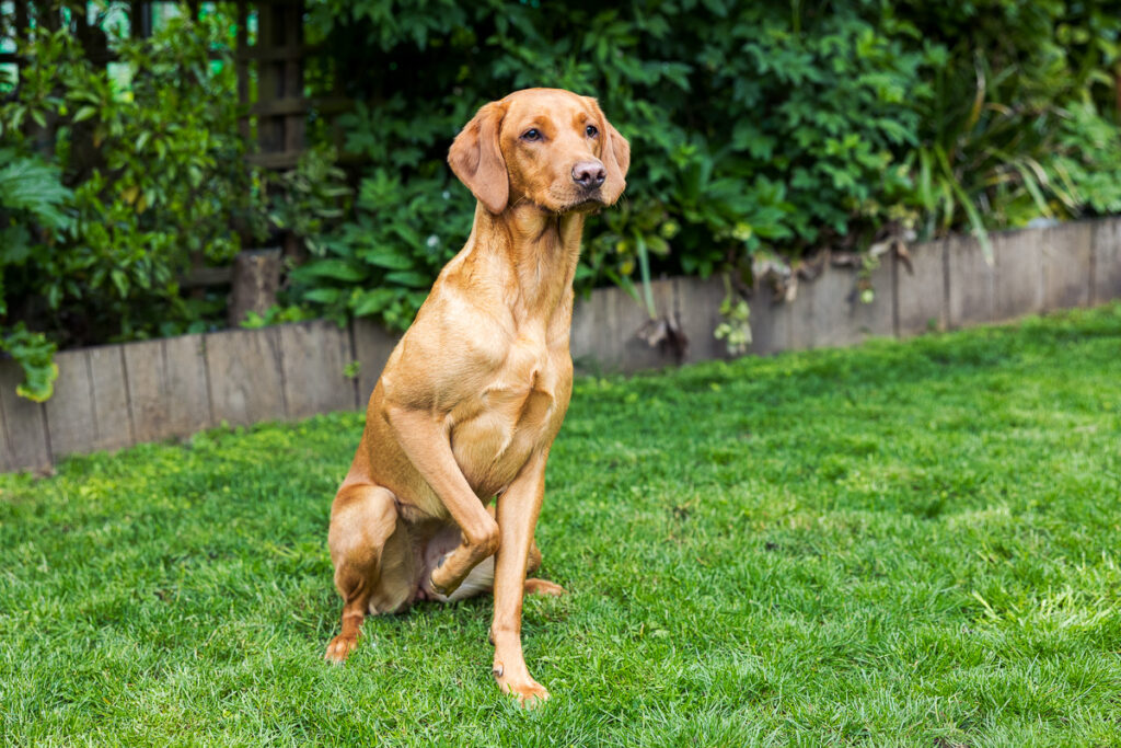 Beautiful Red Labradors in Cambridge – Pet Photography Session Beautiful Red Labradors in Cambridge – Pet Photography Session