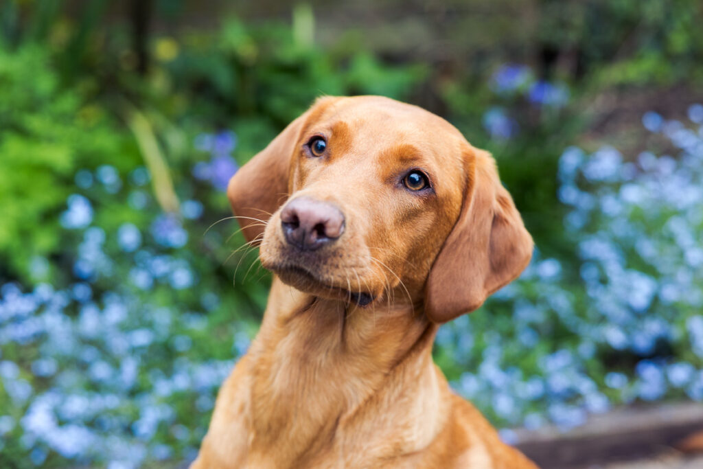 Beautiful Red Labradors in Cambridge – Pet Photography Session Beautiful Red Labradors in Cambridge – Pet Photography Session