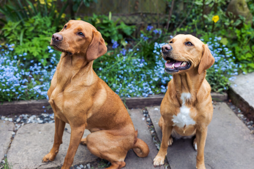 Beautiful Red Labradors in Cambridge – Pet Photography Session Beautiful Red Labradors in Cambridge – Pet Photography Session
