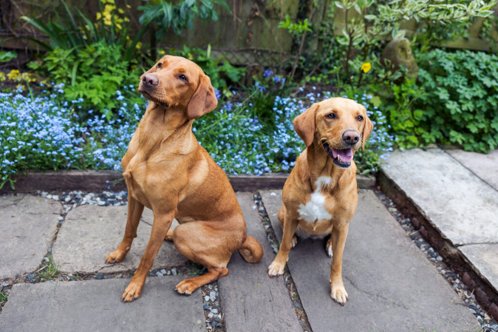 Beautiful Red Labradors in Cambridge – Pet Photography Session Beautiful Red Labradors in Cambridge – Pet Photography Session