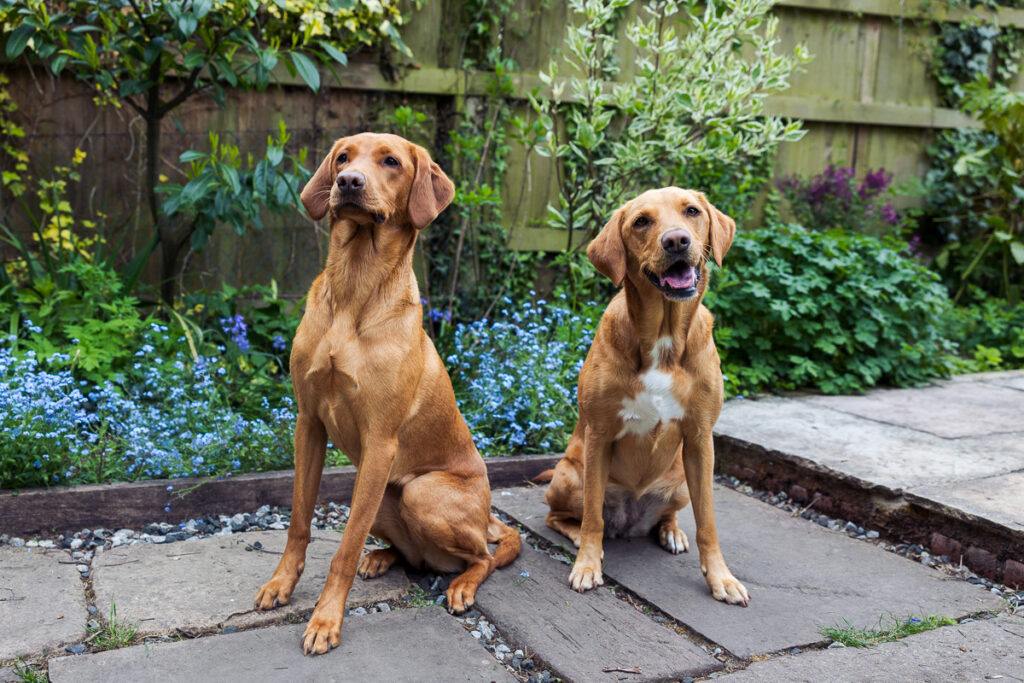 Beautiful Red Labradors in Cambridge – Pet Photography Session Beautiful Red Labradors in Cambridge – Pet Photography Session