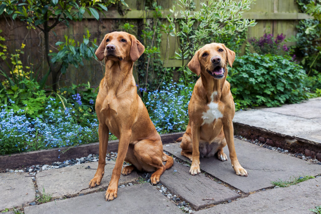Beautiful Red Labradors in Cambridge – Pet Photography Session Beautiful Red Labradors in Cambridge – Pet Photography Session