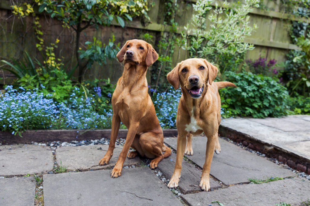 Beautiful Red Labradors in Cambridge – Pet Photography Session Beautiful Red Labradors in Cambridge – Pet Photography Session