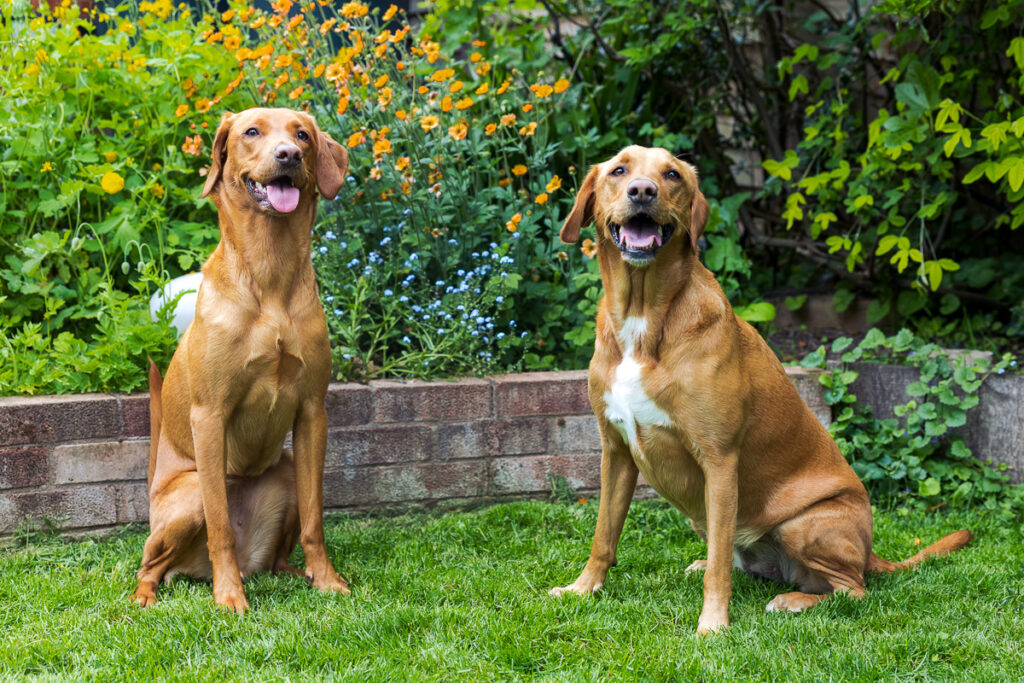 Beautiful Red Labradors in Cambridge – Pet Photography Session Beautiful Red Labradors in Cambridge – Pet Photography Session