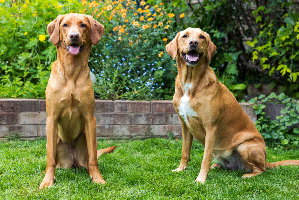 Beautiful Red Labradors in Cambridge – Pet Photography Session Beautiful Red Labradors in Cambridge – Pet Photography Session