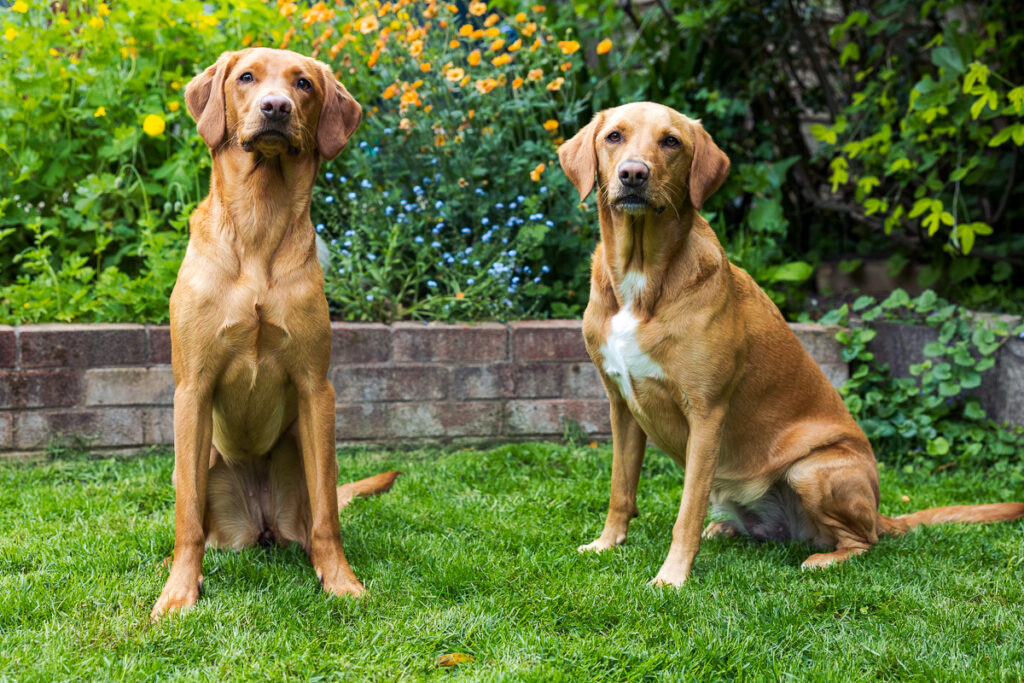 Beautiful Red Labradors in Cambridge – Pet Photography Session Beautiful Red Labradors in Cambridge – Pet Photography Session