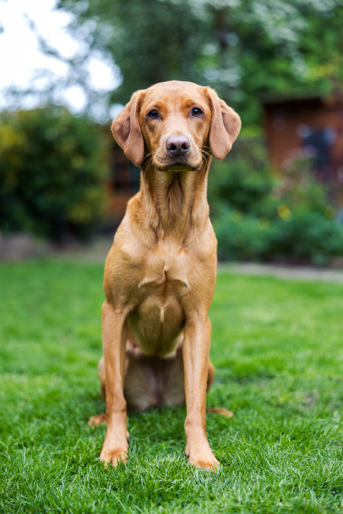 Beautiful Red Labradors in Cambridge – Pet Photography Session Beautiful Red Labradors in Cambridge – Pet Photography Session