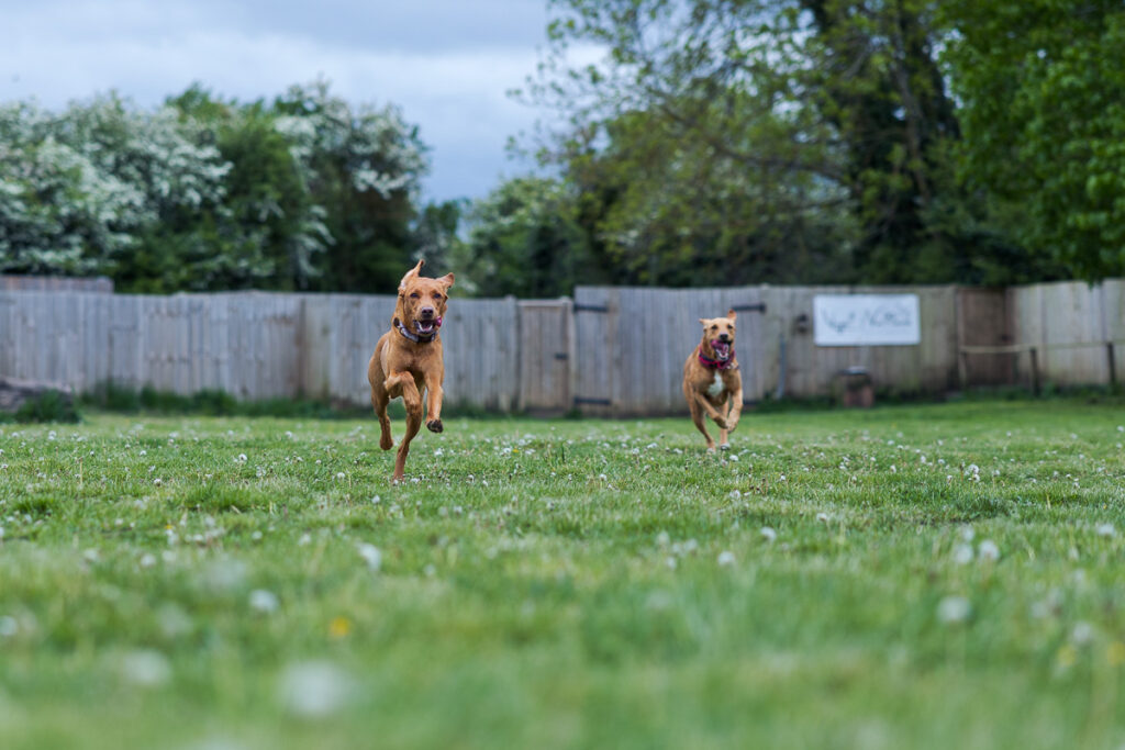 Beautiful Red Labradors in Cambridge – Pet Photography Session Beautiful Red Labradors in Cambridge – Pet Photography Session