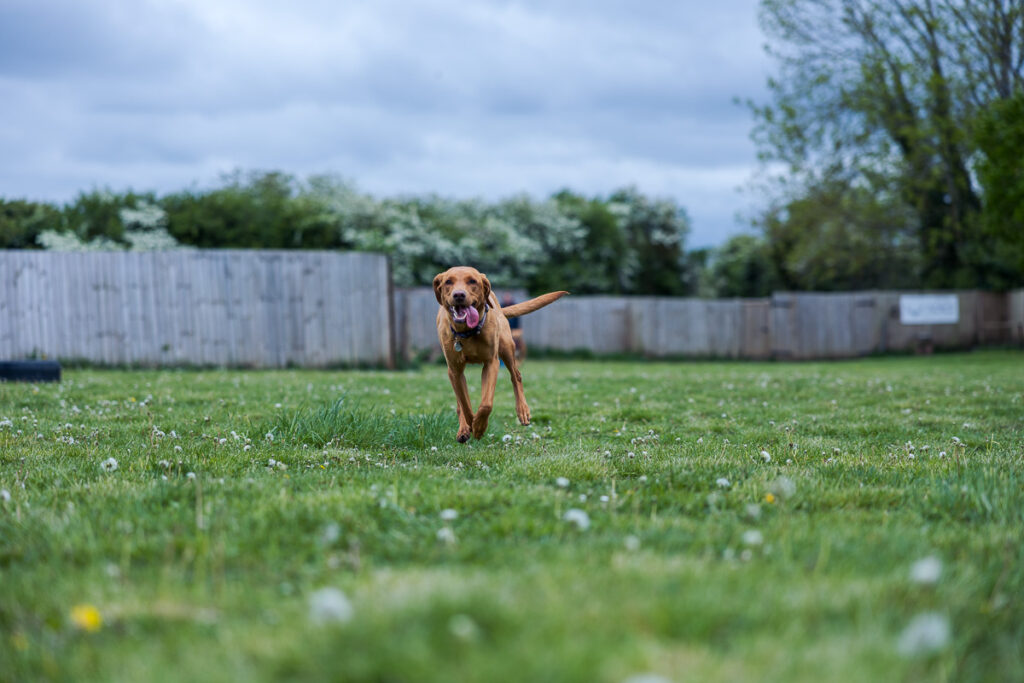 Beautiful Red Labradors in Cambridge – Pet Photography Session Beautiful Red Labradors in Cambridge – Pet Photography Session