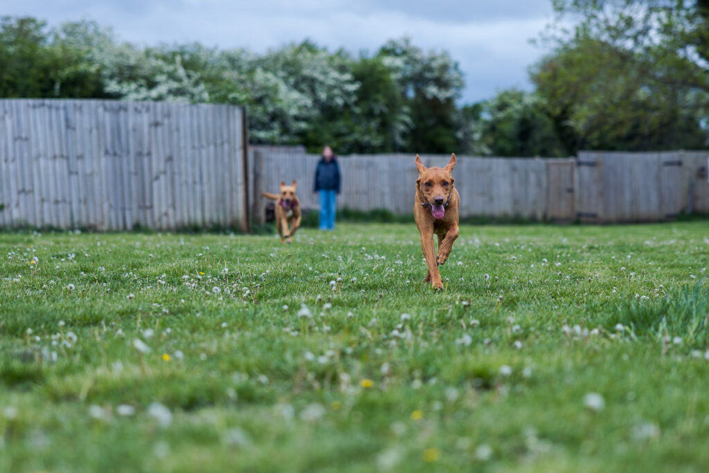 Beautiful Red Labradors in Cambridge – Pet Photography Session Beautiful Red Labradors in Cambridge – Pet Photography Session