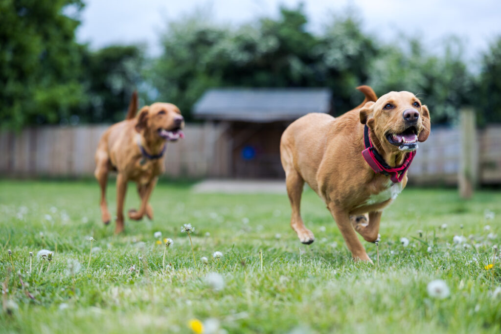 Beautiful Red Labradors in Cambridge – Pet Photography Session Beautiful Red Labradors in Cambridge – Pet Photography Session