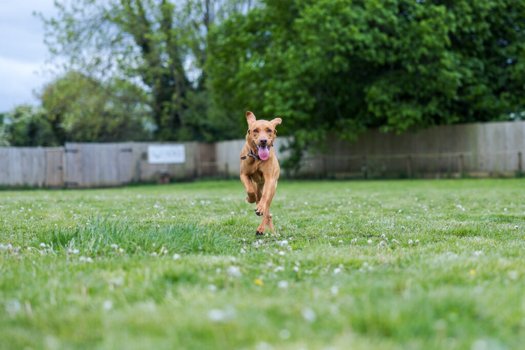 Beautiful Red Labradors in Cambridge – Pet Photography Session Beautiful Red Labradors in Cambridge – Pet Photography Session
