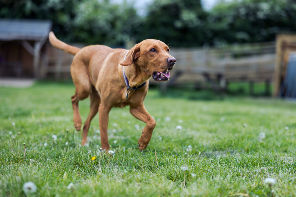 Beautiful Red Labradors in Cambridge – Pet Photography Session Beautiful Red Labradors in Cambridge – Pet Photography Session