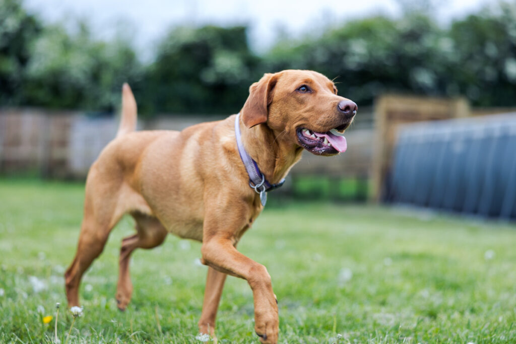 Beautiful Red Labradors in Cambridge – Pet Photography Session Beautiful Red Labradors in Cambridge – Pet Photography Session