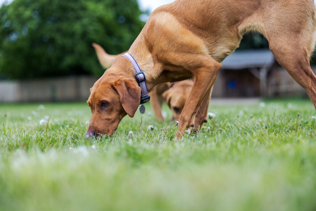 Beautiful Red Labradors in Cambridge – Pet Photography Session Beautiful Red Labradors in Cambridge – Pet Photography Session