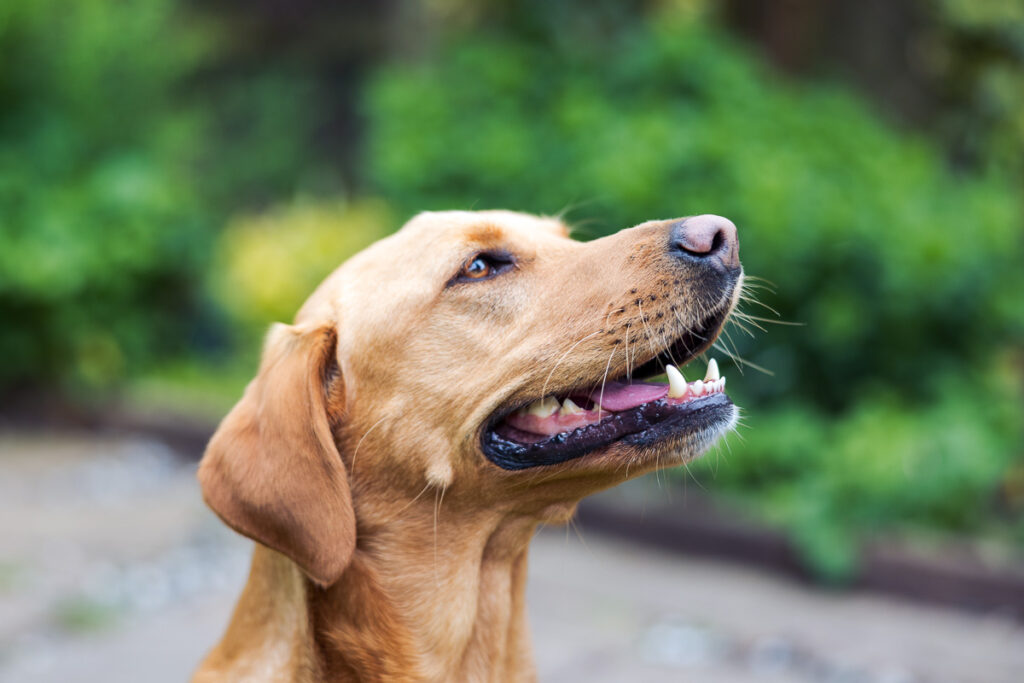 Beautiful Red Labradors in Cambridge – Pet Photography Session Beautiful Red Labradors in Cambridge – Pet Photography Session