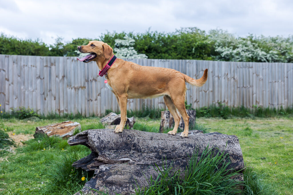 Beautiful Red Labradors in Cambridge – Pet Photography Session Beautiful Red Labradors in Cambridge – Pet Photography Session