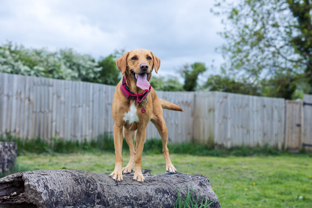 Beautiful Red Labradors in Cambridge – Pet Photography Session Beautiful Red Labradors in Cambridge – Pet Photography Session