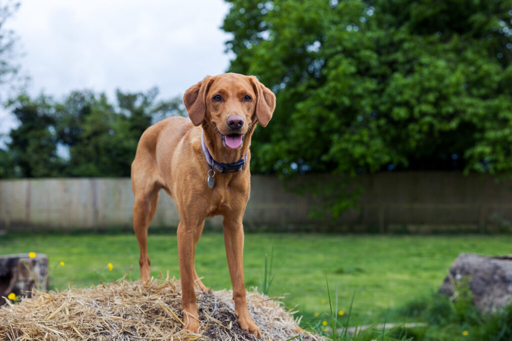 Beautiful Red Labradors in Cambridge – Pet Photography Session Beautiful Red Labradors in Cambridge – Pet Photography Session
