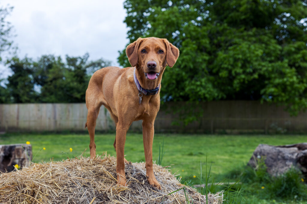 Beautiful Red Labradors in Cambridge – Pet Photography Session Beautiful Red Labradors in Cambridge – Pet Photography Session