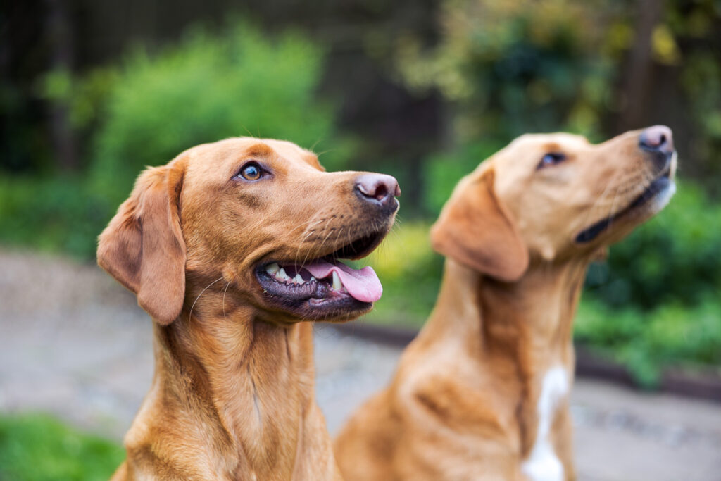 Beautiful Red Labradors in Cambridge – Pet Photography Session Beautiful Red Labradors in Cambridge – Pet Photography Session