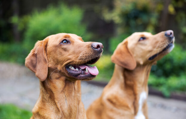 Beautiful Red Labradors in Cambridge – Pet Photography Session