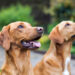 Beautiful Red Labradors in Cambridge – Pet Photography Session