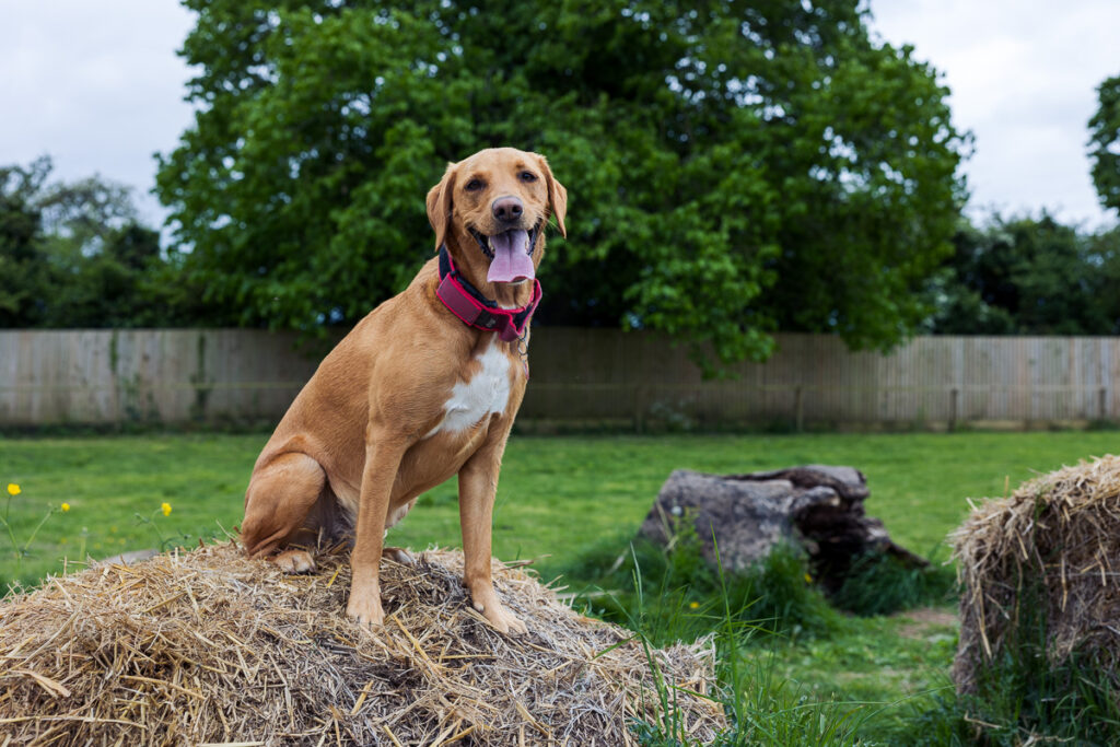 Beautiful Red Labradors in Cambridge – Pet Photography Session Beautiful Red Labradors in Cambridge – Pet Photography Session
