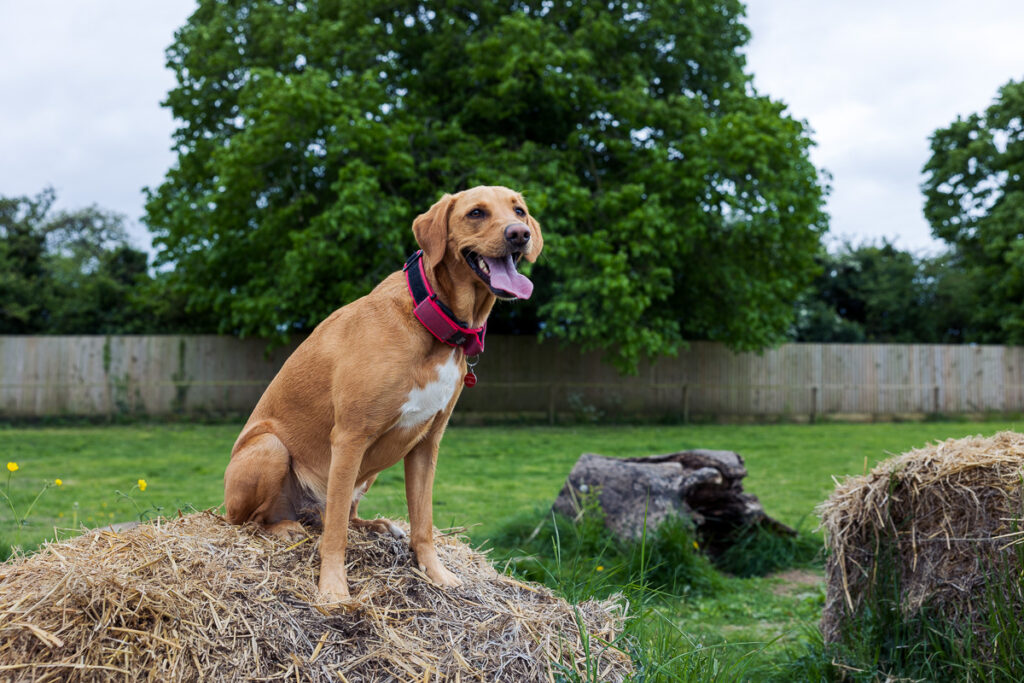 Beautiful Red Labradors in Cambridge – Pet Photography Session Beautiful Red Labradors in Cambridge – Pet Photography Session