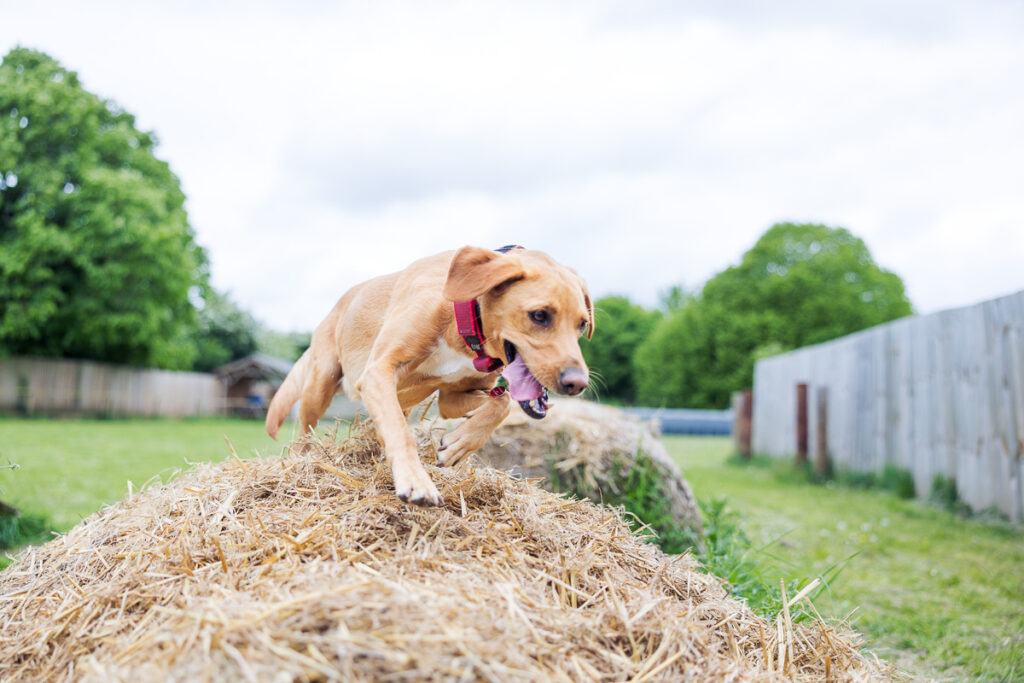 Beautiful Red Labradors in Cambridge – Pet Photography Session Beautiful Red Labradors in Cambridge – Pet Photography Session