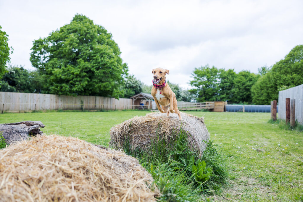 Beautiful Red Labradors in Cambridge – Pet Photography Session Beautiful Red Labradors in Cambridge – Pet Photography Session