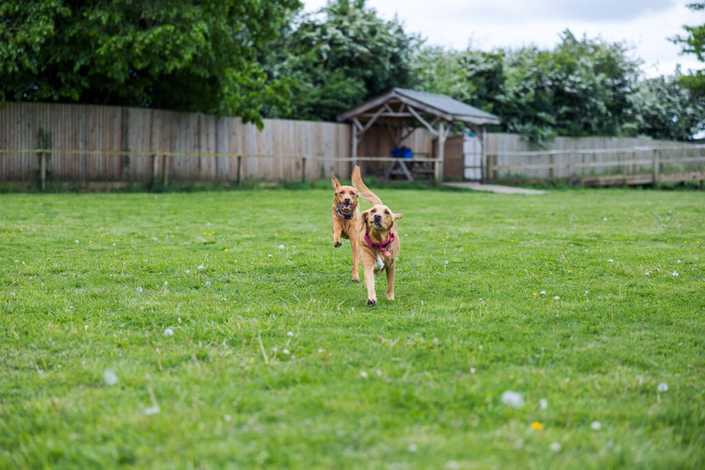 Beautiful Red Labradors in Cambridge – Pet Photography Session Beautiful Red Labradors in Cambridge – Pet Photography Session