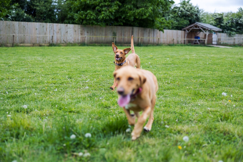 Beautiful Red Labradors in Cambridge – Pet Photography Session Beautiful Red Labradors in Cambridge – Pet Photography Session