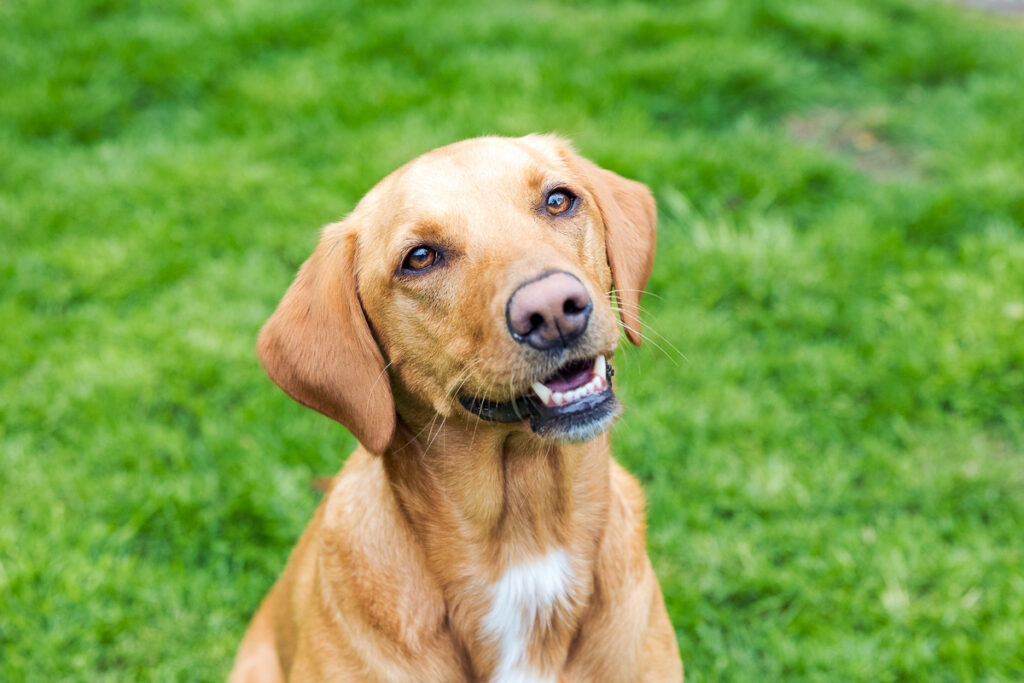 Beautiful Red Labradors in Cambridge – Pet Photography Session Beautiful Red Labradors in Cambridge – Pet Photography Session