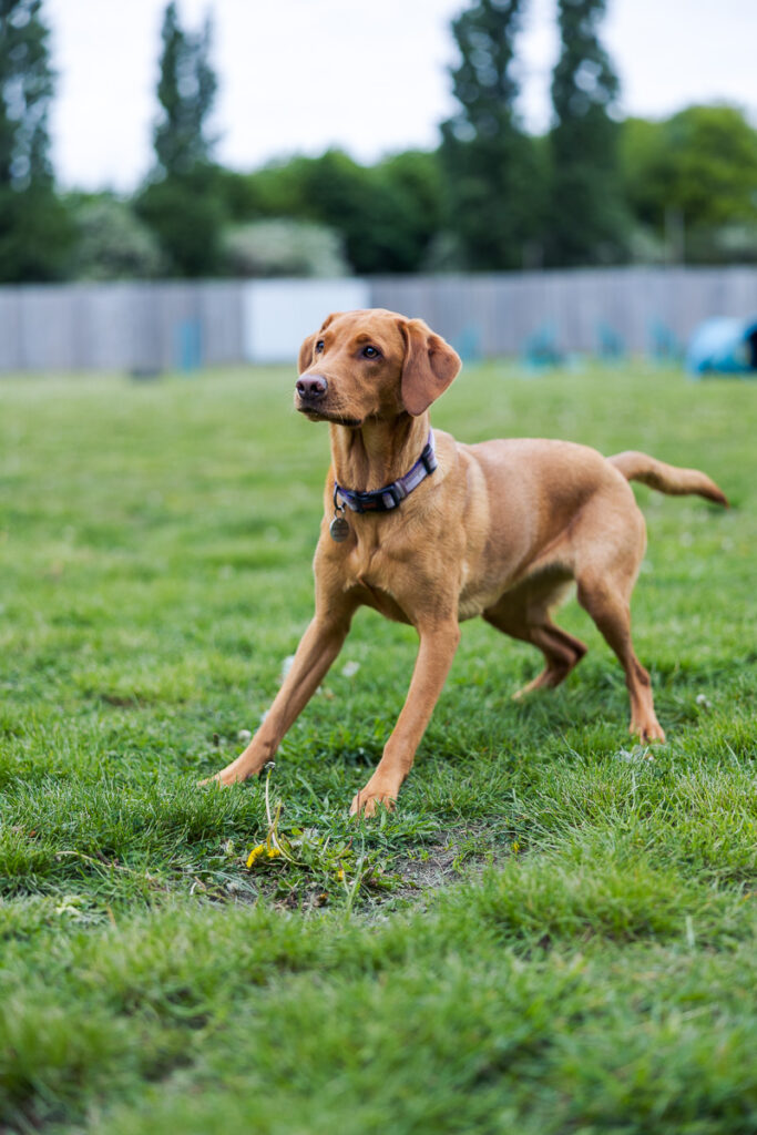 Beautiful Red Labradors in Cambridge – Pet Photography Session Beautiful Red Labradors in Cambridge – Pet Photography Session