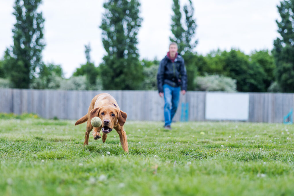 Beautiful Red Labradors in Cambridge – Pet Photography Session Beautiful Red Labradors in Cambridge – Pet Photography Session