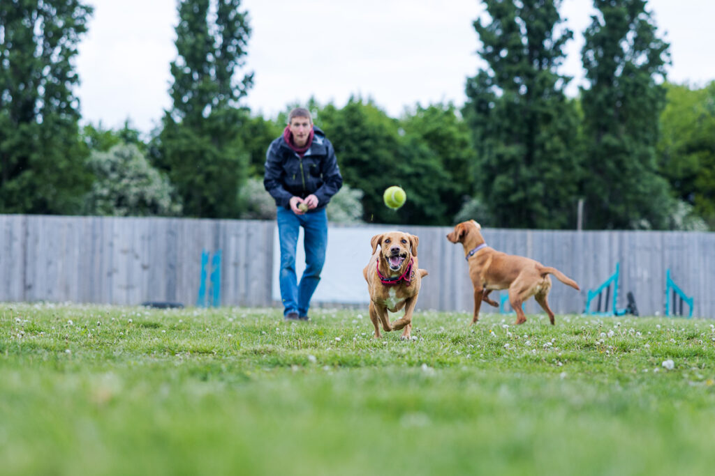 Beautiful Red Labradors in Cambridge – Pet Photography Session Beautiful Red Labradors in Cambridge – Pet Photography Session
