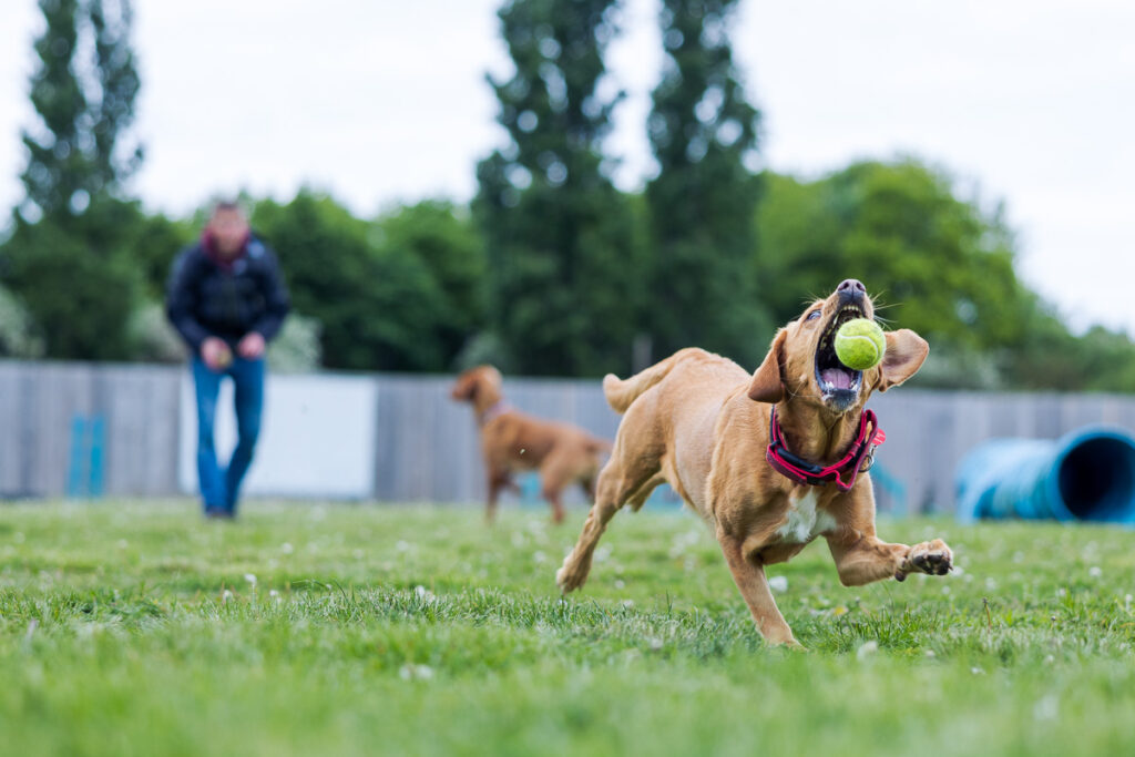 Beautiful Red Labradors in Cambridge – Pet Photography Session Beautiful Red Labradors in Cambridge – Pet Photography Session